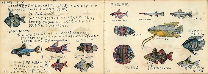 中学時代の荒俣宏による『金魚熱帯魚飼育日記』small